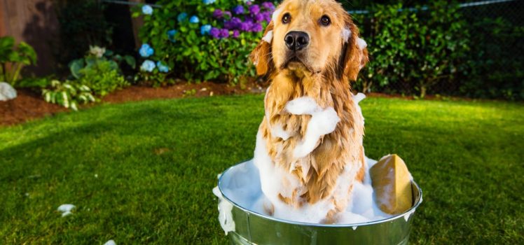 how to keep a puppy from how to keep your clean puppy smarts how to keep a puppy from how to keep your clean puppy smarts