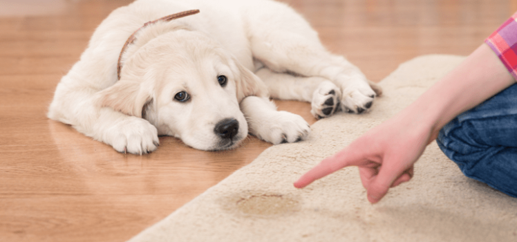 How To Stop Dog Peeing On Rug How To Stop Dog Peeing On Rug
