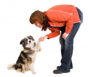 Dog Trainer Rochester New York