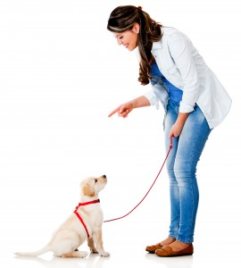 Trainer Training A Dog To Sit