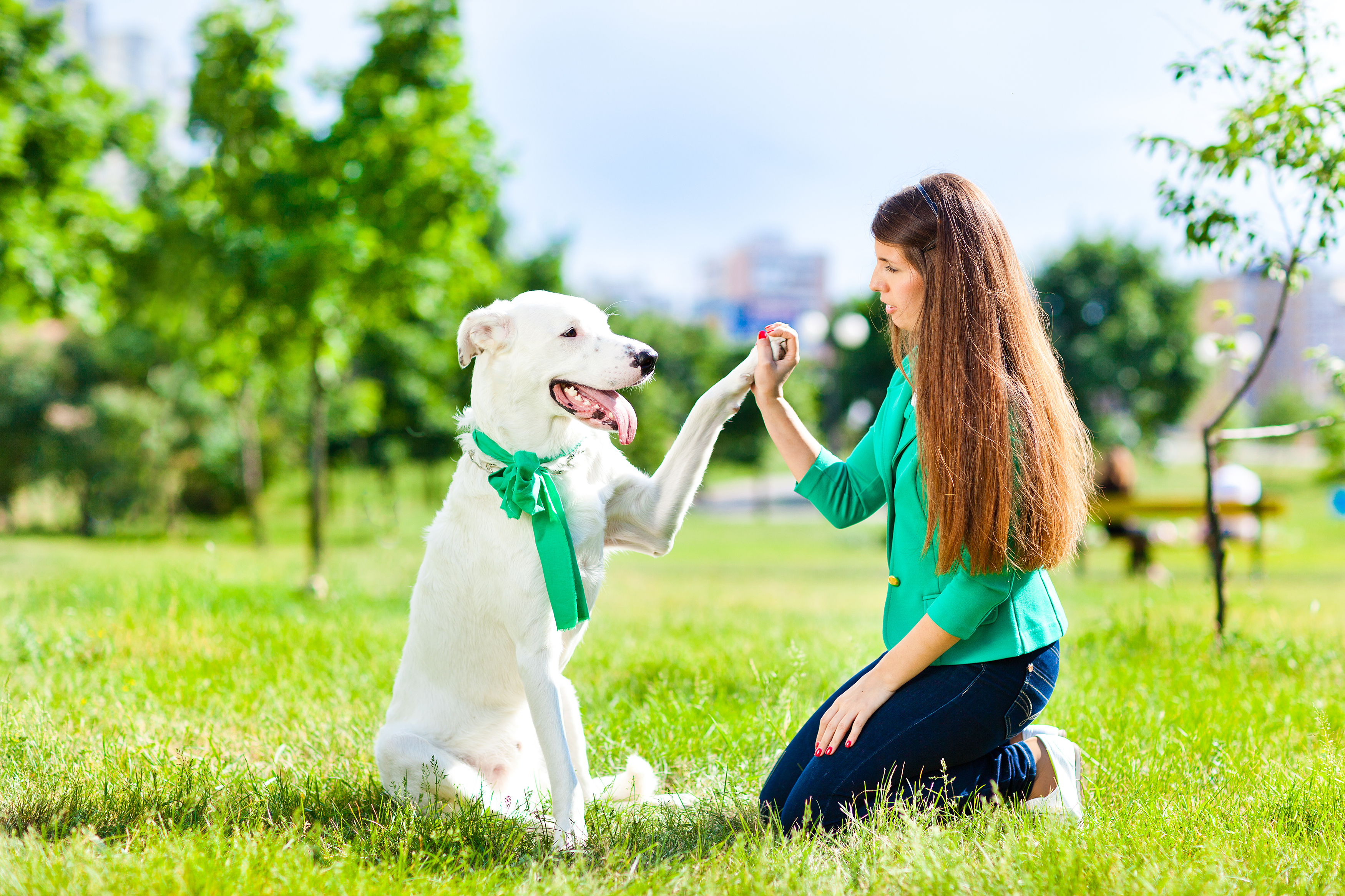Rochester Dog Training Prices