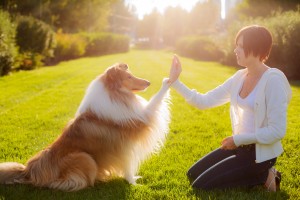 Choosing The Right Dog Trainer