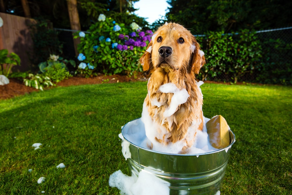 How to Keep Your Dog Clean