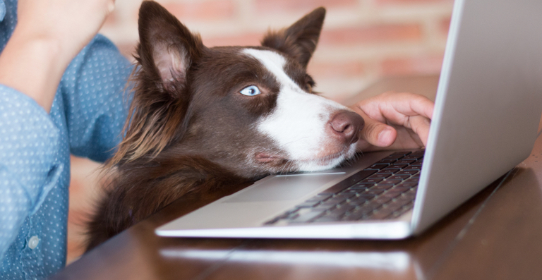 How To Keep A Dog While Working Full Time – 5 Golden Tips