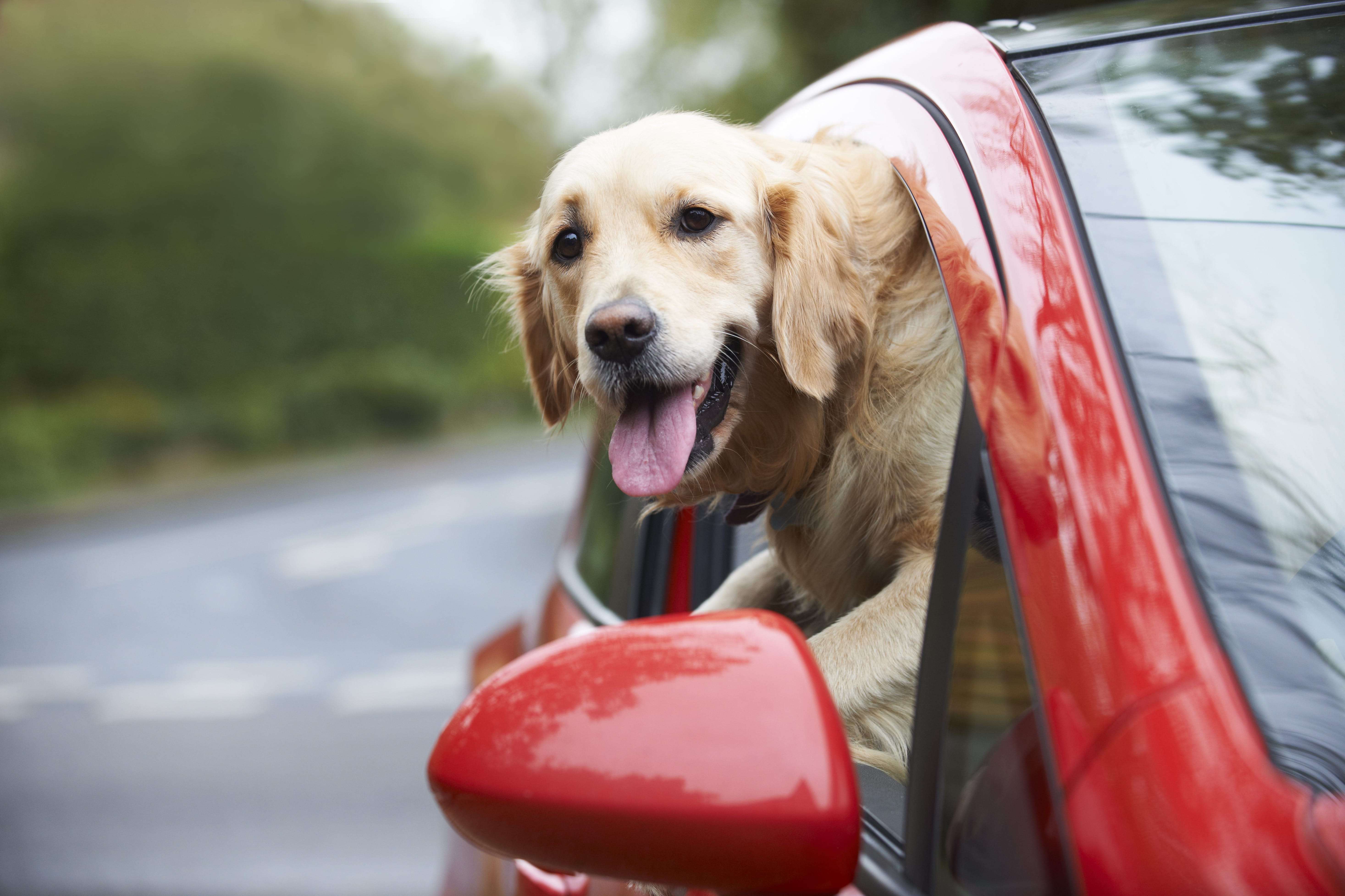 Dog in car preparing for road trip