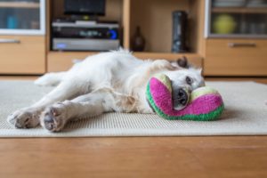 Dog laying down and playing with toy