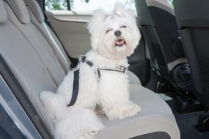 Dog sitting in back of car