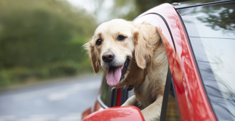 How To Train Your Dog For Road Trips