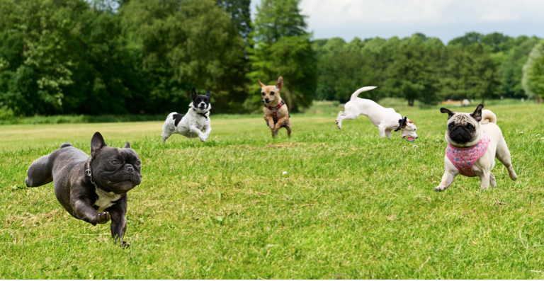 6 Best Dog Parks In The USA