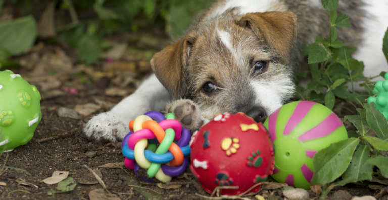 Bored Dog? Give Him One of These 5 Toys to Keep Him Busy.