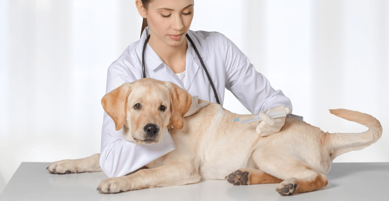 7 Reasons Why Pet Owners Should Microchip Their Puppy