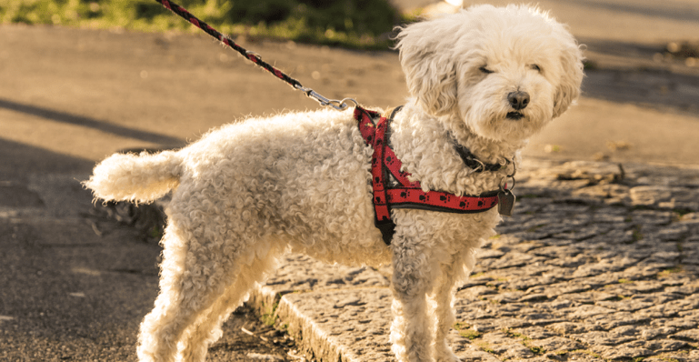 Why to Use a Collar In Addition to a Harness