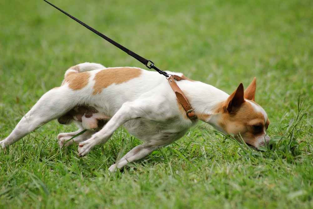 Why to Use a Collar In Addition to a Harness Puppy Smarts