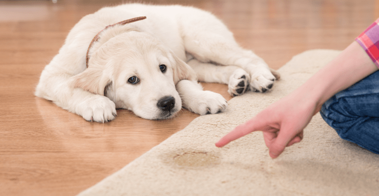 How to Stop Your Dog From Peeing on the Carpet