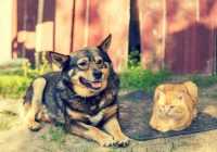 Why Dogs and Cats Need Extra Care During Summer