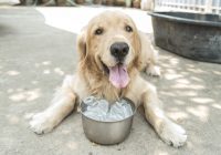 Top Three Best Dog Breeds for Hot Climates