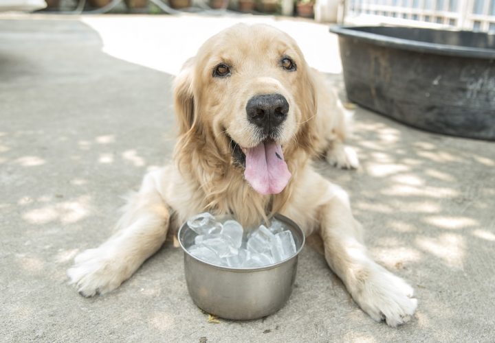 Top Three Best Dog Breeds for Hot Climates