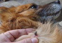 How to Naturally Protect Dogs from Ticks and Lice
