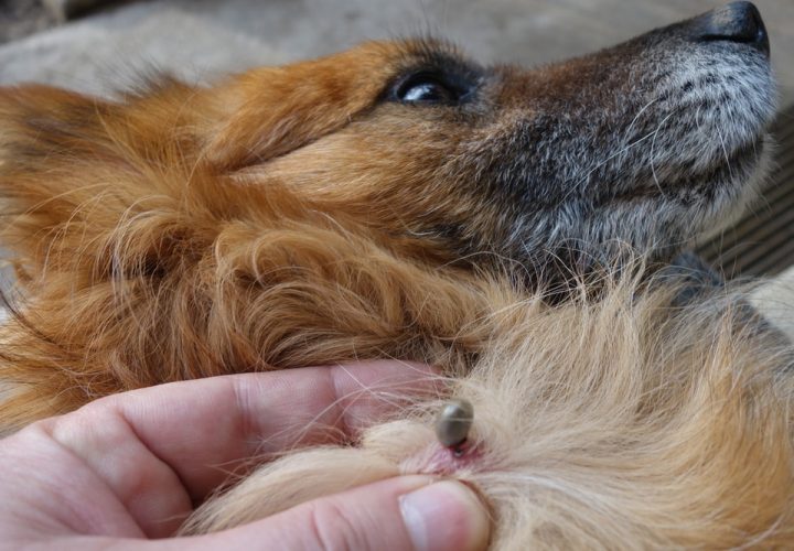How to Naturally Protect Dogs from Ticks and Lice