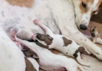 Preventing Mastitis in Dogs