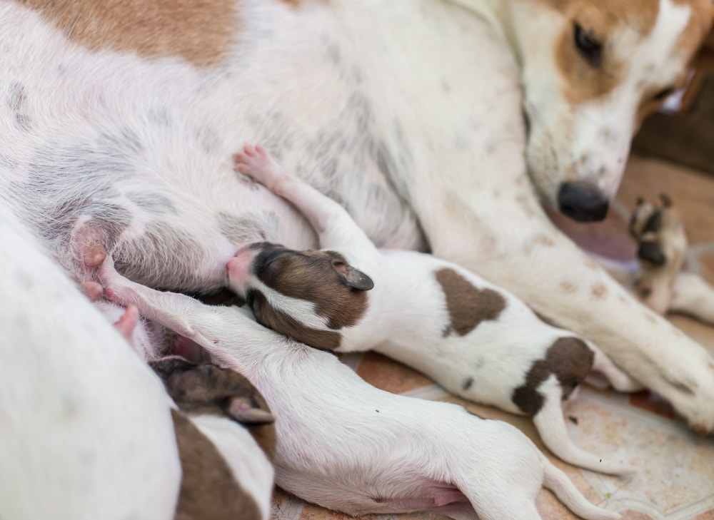 Preventing Mastitis In Dogs Puppy Smarts