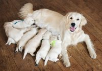 Provide the Best Post-Delivery Care for Your Dog