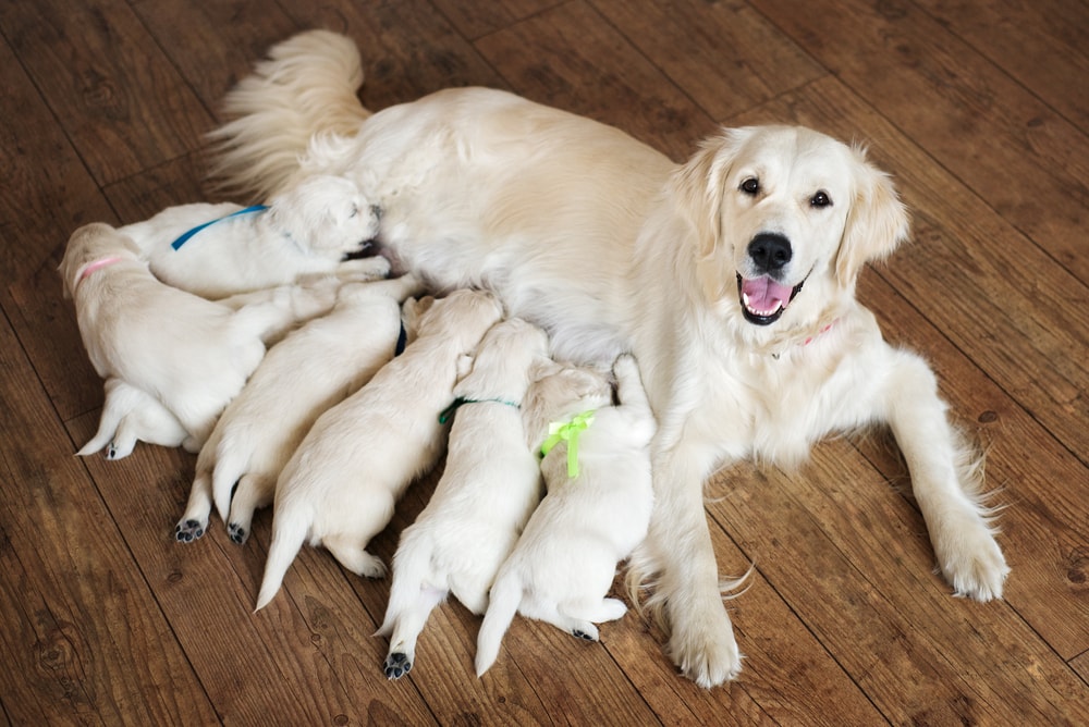 Provide the Best Post-Delivery Care for Your Dog
