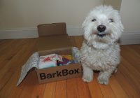 BarkBox Review – Is It the Best Subscription Box?