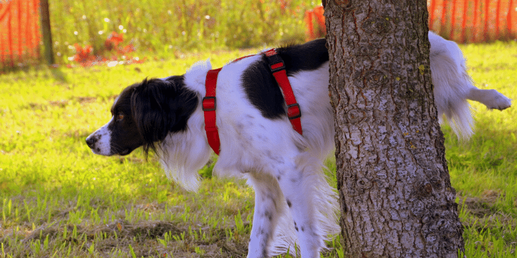 Re-training Your Dog to Pee Outside