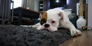 Why dogs like to pee on carpet