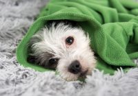 Top Signs of Sick Dogs