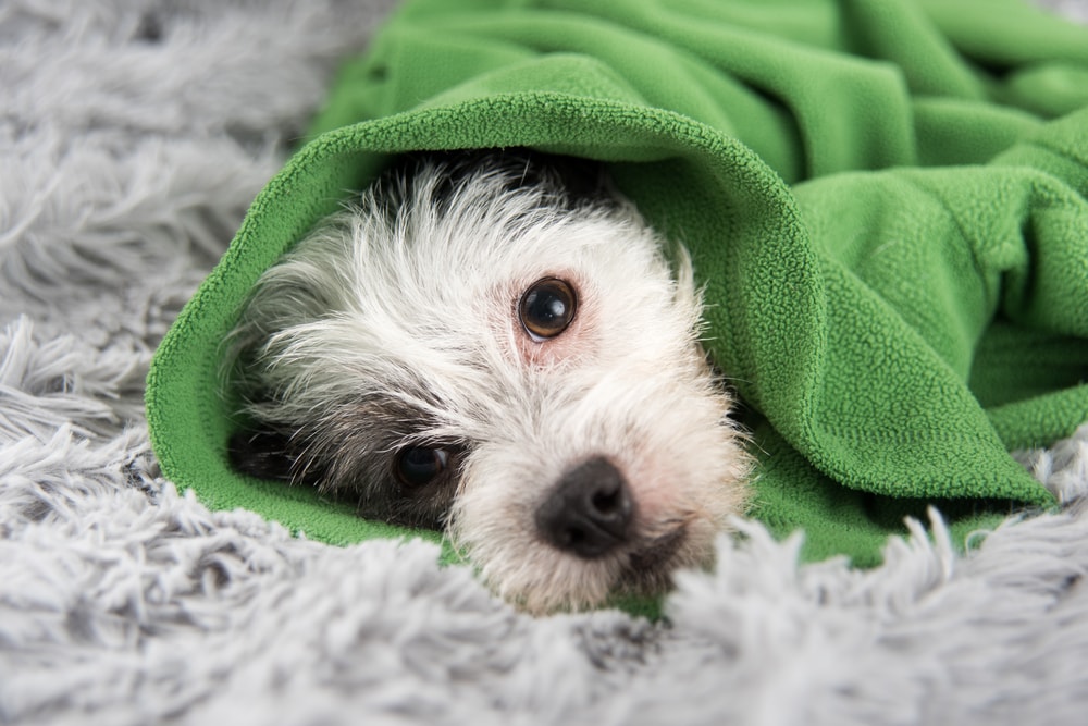 Top Signs of Sick Dogs