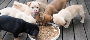 vet recommended puppy food