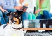 Common House Dog Complaints And How to Deal with Them