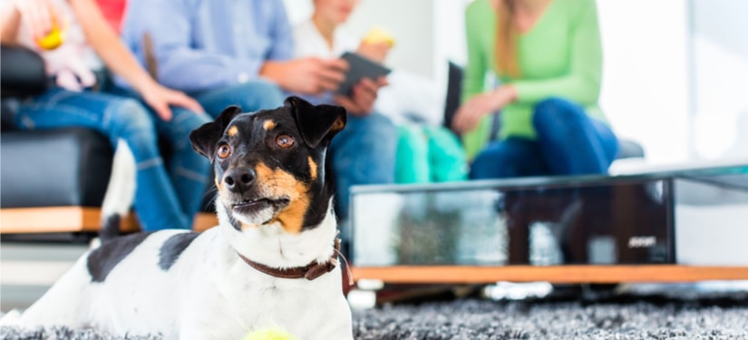 Common House Dog Complaints And How to Deal with Them