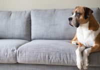 What to Look For When Buying Dog-Friendly Furniture