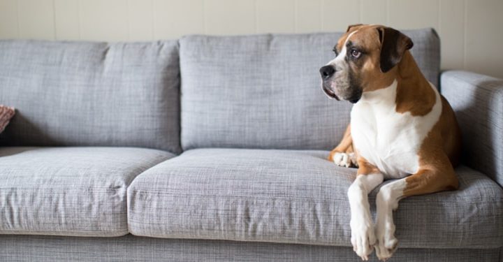 What to Look For When Buying Dog-Friendly Furniture