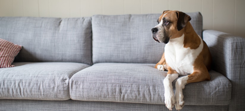 What to Look For When Buying Dog-Friendly Furniture