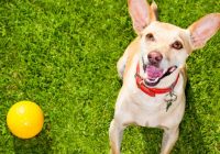 5 Helpful Tips in Teaching Fetch to your Dog