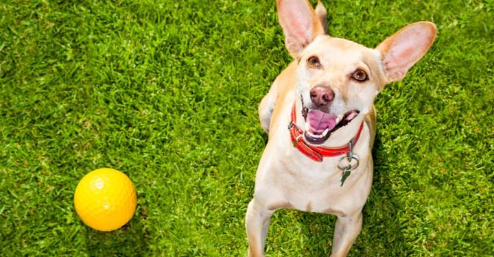 5 Helpful Tips in Teaching Fetch to your Dog