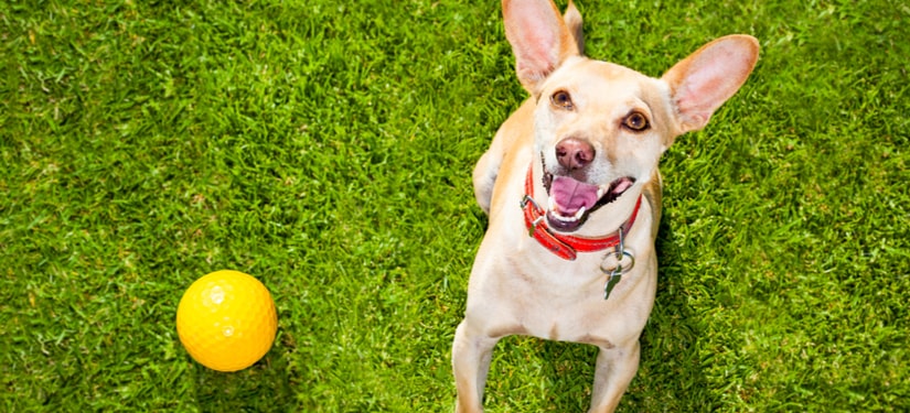 5 Helpful Tips in Teaching Fetch to your Dog