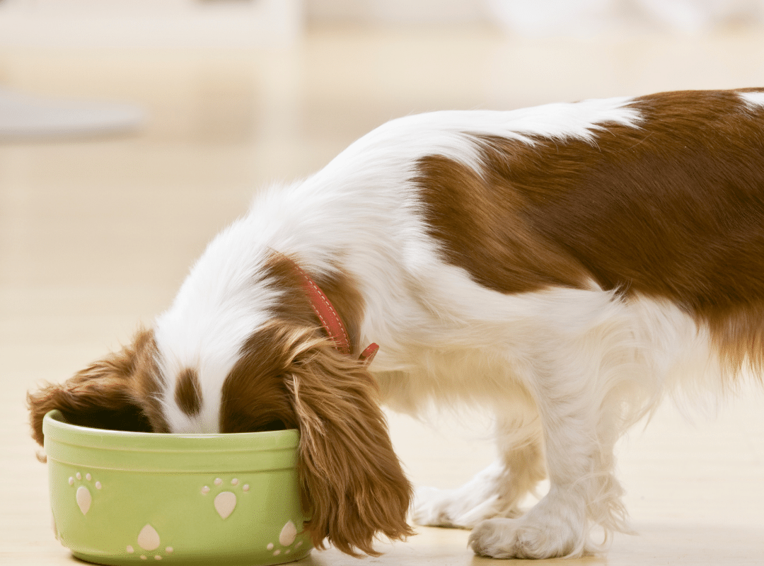 How Much Psyllium_Metamucil Should I Give My Dog for Constipation_
