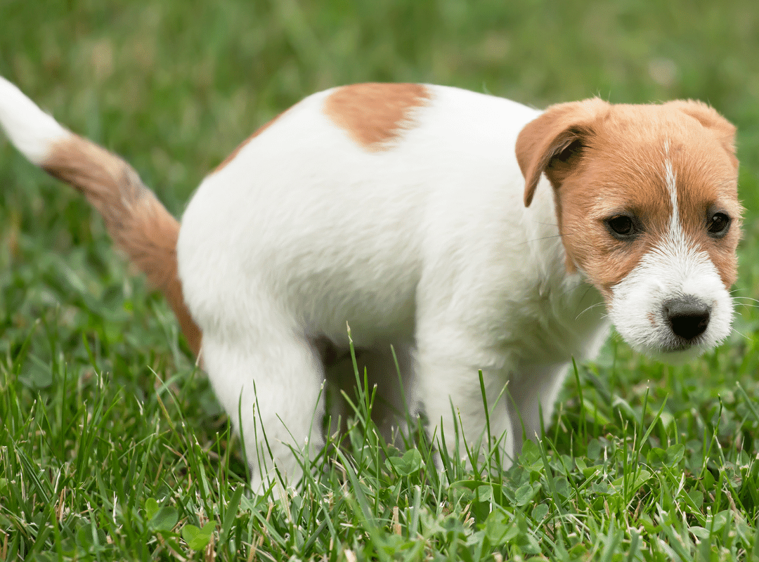 How can I tell if my dog is constipated_