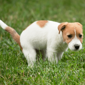 A dog that's constipated often strains, cries, hunches over awkwardly, or seems generally uncomfortable when he's trying to have a bowel movement.