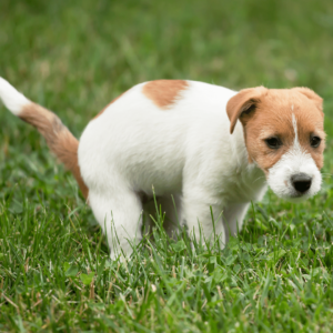 A dog that's constipated often strains, cries, hunches over awkwardly, or seems generally uncomfortable when he's trying to have a bowel movement. 