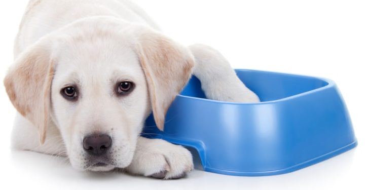 Wet Food vs. Dry Food: What to Feed What Breed