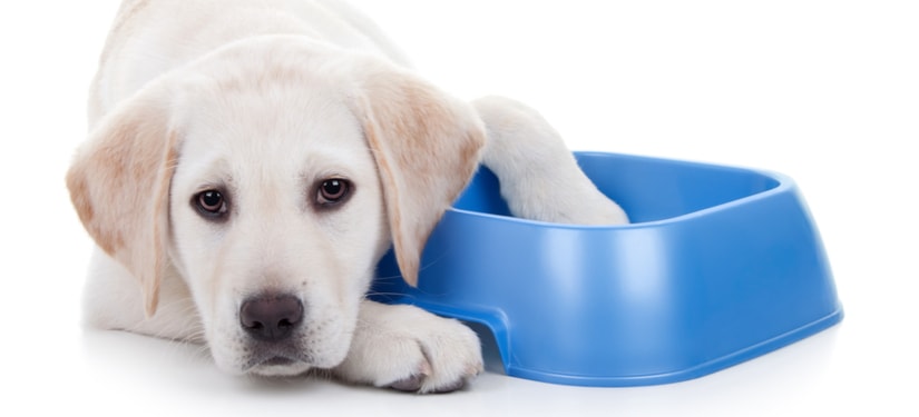 Wet Food vs. Dry Food: What to Feed What Breed