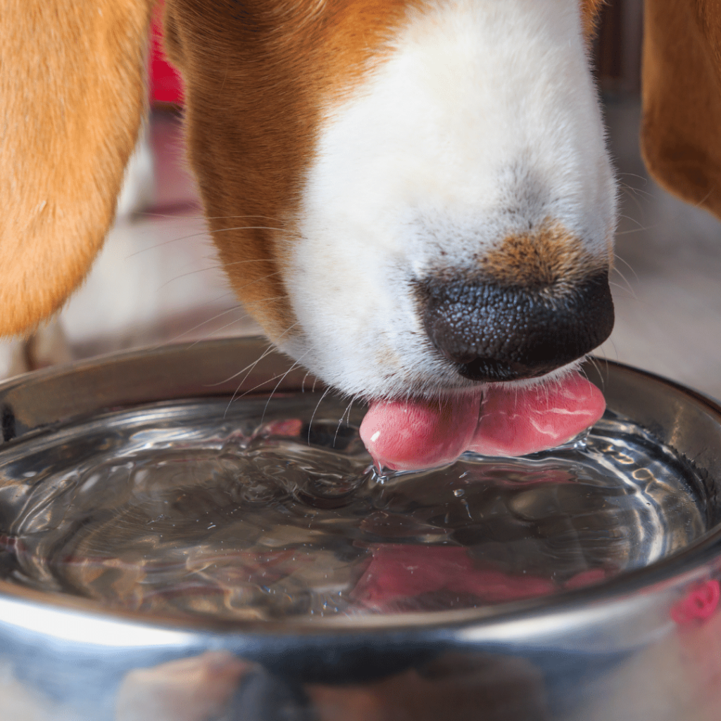 dehydration is a common side effect of Metamucil for dogs