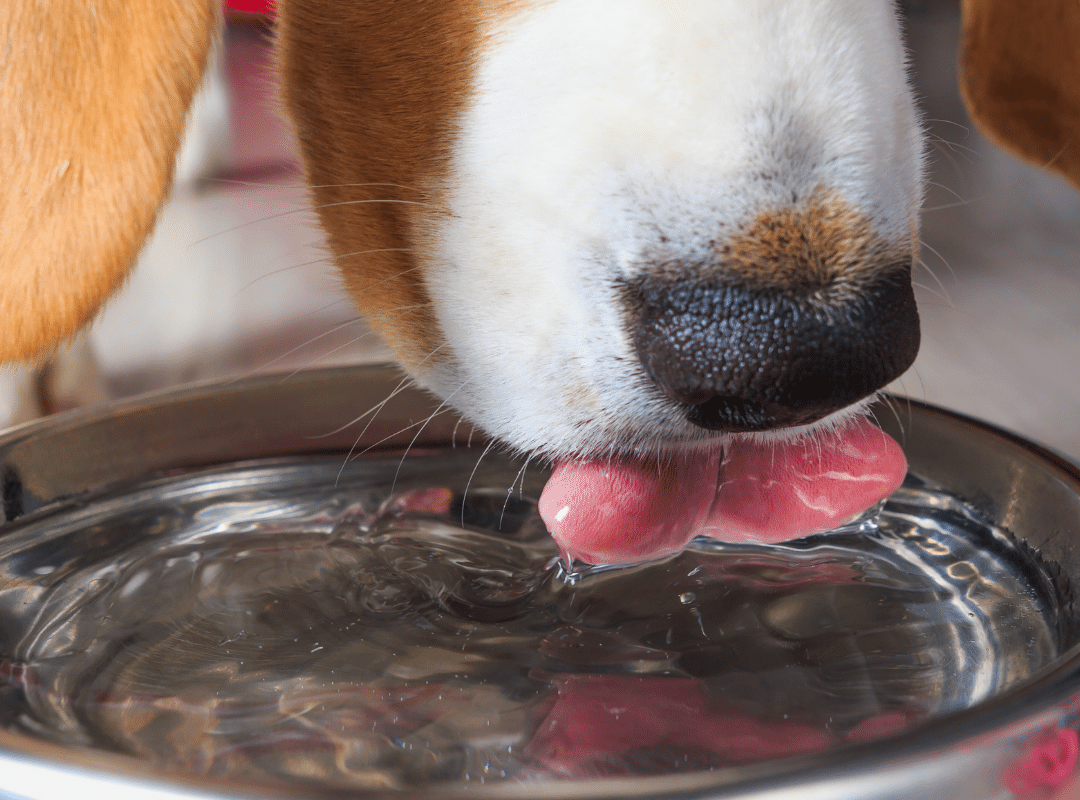 What Are the Side Effects of Metamucil for Dogs_