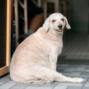 Excess weight and lack of exercise are common causes of dehydration in dogs.